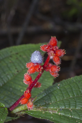 Miconia lappacea