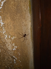 Scytodes globula
