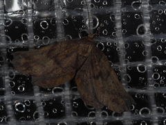 Parepisparis excusata