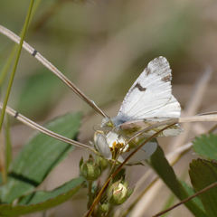 Euchloe olympia