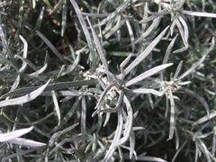 Helichrysum italicum