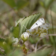 Euchloe olympia