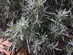 Helichrysum italicum