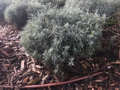 Helichrysum italicum