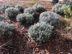 Helichrysum italicum