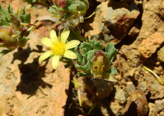 Chaetanthera euphrasioides