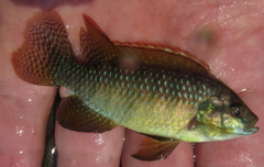 Tilapia ruweti