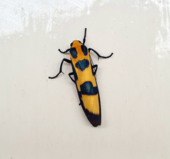 Chrysaeglia magnifica