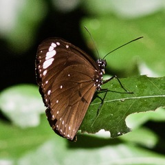 Euploea tulliolus
