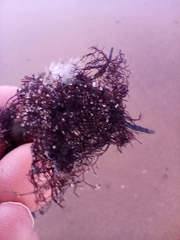 Vertebrata lanosa