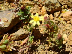 Chaetanthera euphrasioides