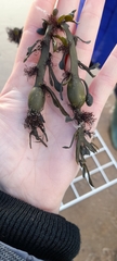 Vertebrata lanosa