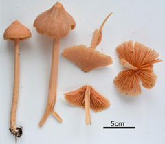 Entoloma