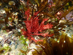 Callophyllis rangiferina