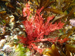 Callophyllis rangiferina