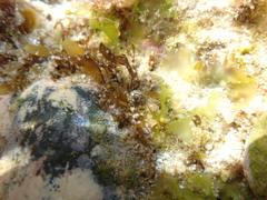 Cantharidella picturata