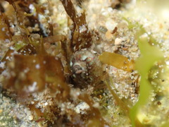 Cantharidella picturata