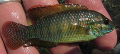 Tilapia ruweti