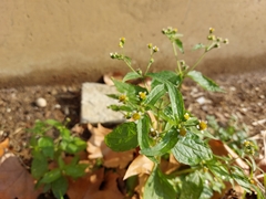 Galinsoga quadriradiata