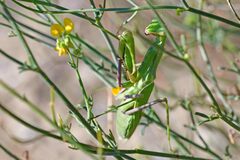 Sphodromantis viridis