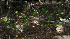 Excoecaria agallocha