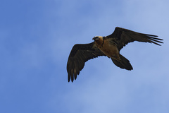 Gypaetus barbatus barbatus