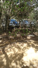 Excoecaria agallocha