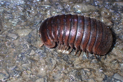 Oniscomorpha