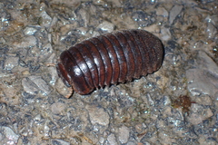 Oniscomorpha
