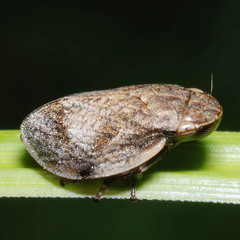 Lepyronia coleoptrata