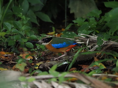 Pitta moluccensis