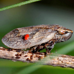 Lepyronia coleoptrata