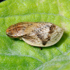 Lepyronia coleoptrata