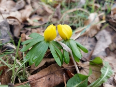 Eranthis hyemalis