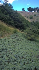 Juniperus communis hemisphaerica