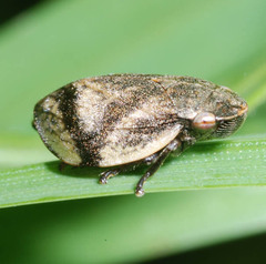Lepyronia coleoptrata
