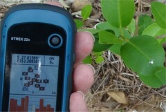 Excoecaria agallocha