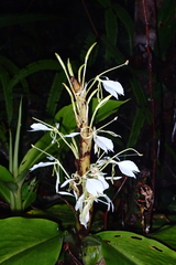 Hedychium