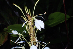 Hedychium
