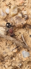 Macromyrme