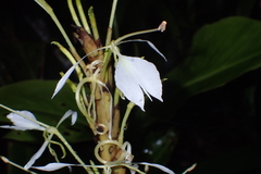 Hedychium