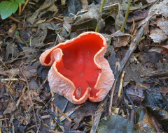 Sarcoscypha coccinea