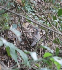 Streptopelia chinensis