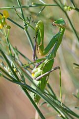 Sphodromantis viridis