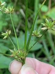 Juncus prismatocarpus