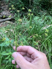 Juncus prismatocarpus