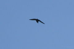 Hirundapus giganteus