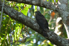 Hierococcyx sparverioides