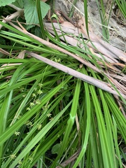Juncus prismatocarpus