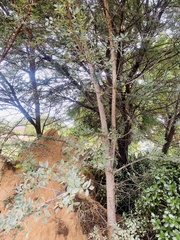 Sclerocarya birrea caffra